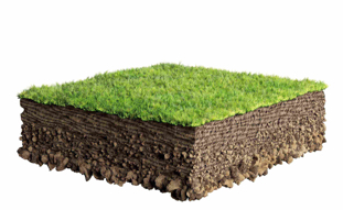 VIBRANT TURF THAT HAS A STRONG ROOT MASS